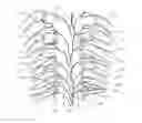 Fig. 01 - Spinal correction construct and method