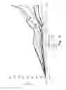 Fig. 07 - Plantar fascia support system