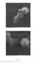 Fig. 06 - Microparticles for encapsulating probiotics, production and uses thereof