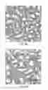 Fig. 08 - Methods and materials for reducing organ transplant rejection or ischemic/reperfusion injury in a subject