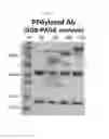 Fig. 03 - Chemically modified targeting protein and use thereof