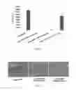 Fig. 22 - Alginate compositions and uses thereof