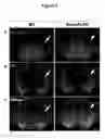 Fig. 09 - METHODS FOR PRODUCING DOPAMINERGIC NEURONS AND USES THEREOF