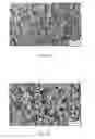 Fig. 08 - ORTHOPEDIC USE OF A HYDROGEL COMPOSITION