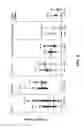 Fig. 06 - METHOD AND COMPOSITIONS FOR THE TREATMENT AND DETECTION OF ENDOTHELIN-1 RELATED KIDNEY DISEASES