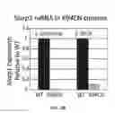 Fig. 06 - Use of SLURP1 as an imunomodulatory molecule in the ocular surface