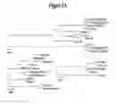 Fig. 02 - Filovirus consensus antigens, nucleic acid constructs and vaccines made therefrom, and methods of using same