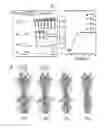 Fig. 02 - Methods and compositions for immunization against virus