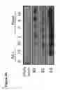 Fig. 08 - HMGB1-BINDING BEADS AND USES THEREOF