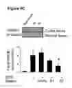 Fig. 22 - HMGB1-BINDING BEADS AND USES THEREOF