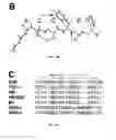 Fig. 07 - ErbB-2 RECEPTOR TARGETING PEPTIDE