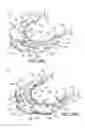 Fig. 35 - Ventricular cuff