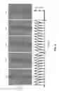 Fig. 06 - Microfluidic chip having on-chip electrically tunable high-throughput nanophotonic trap