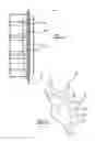 Fig. 07 - Retractor pretensioner assembly