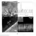 Fig. 08 - Barium titanate nanowire their arrays and array based devices