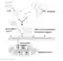 Fig. 01 - MITOCHONDRIA-TARGETED THERANOSTIC AGENTS