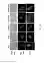 Fig. 05 - MITOCHONDRIA-TARGETED THERANOSTIC AGENTS