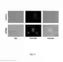 Fig. 16 - MITOCHONDRIA-TARGETED THERANOSTIC AGENTS