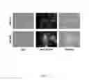 Fig. 18 - MITOCHONDRIA-TARGETED THERANOSTIC AGENTS