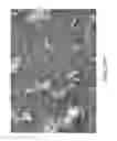 Fig. 35 - Preparations of hydrophobic therapeutic agents, methods of manufacture and use thereof