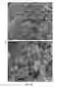 Fig. 43 - Preparations of hydrophobic therapeutic agents, methods of manufacture and use thereof