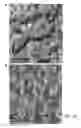Fig. 44 - Preparations of hydrophobic therapeutic agents, methods of manufacture and use thereof