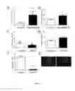 Fig. 06 - Use of compounds that selectively modulate astrocytic release of substances through hemichannels of connexins and pannexins, without influencing gap junctions, for the treatment of psychiatric disorders