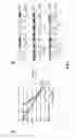 Fig. 03 - Sequence of nucleotides and peptides GSE 24.2 of dyskerin, which can induce telomerase activity, method for obtaining same, therapeutic compositions and applications thereof