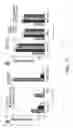 Fig. 13 - Sequence of nucleotides and peptides GSE 24.2 of dyskerin, which can induce telomerase activity, method for obtaining same, therapeutic compositions and applications thereof