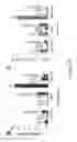 Fig. 17 - Sequence of nucleotides and peptides GSE 24.2 of dyskerin, which can induce telomerase activity, method for obtaining same, therapeutic compositions and applications thereof