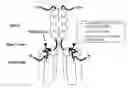 Fig. 01 - Single-chain trail-receptor agonist proteins