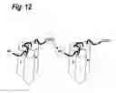 Fig. 13 - Single-chain trail-receptor agonist proteins