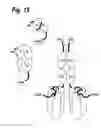 Fig. 16 - Single-chain trail-receptor agonist proteins