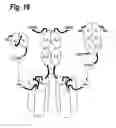 Fig. 17 - Single-chain trail-receptor agonist proteins
