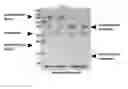 Fig. 24 - Compositions and methods for growth factor modulation