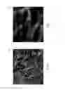 Fig. 05 - Graphene functionalized carbon nanotube polymer composites and methods for their preparation and use