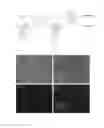 Fig. 16 - MULTIFUNCTIONAL TUNABLE BIOMATERIALS FOR TISSUE ENGINEERING