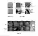 Fig. 03 - Extracellular matrix derived from stem cells and methods for production