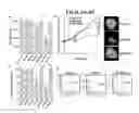 Fig. 06 - Extracellular matrix derived from stem cells and methods for production