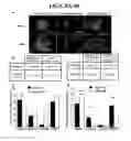 Fig. 09 - Extracellular matrix derived from stem cells and methods for production
