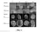Fig. 10 - Extracellular matrix derived from stem cells and methods for production