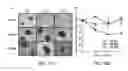 Fig. 13 - Extracellular matrix derived from stem cells and methods for production