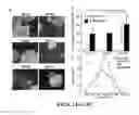 Fig. 14 - Extracellular matrix derived from stem cells and methods for production