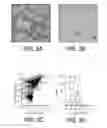 Fig. 08 - Standardized ex vivo platforms for the antigen-specific expansion of CD4+ T cell populations