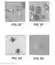 Fig. 09 - Standardized ex vivo platforms for the antigen-specific expansion of CD4+ T cell populations