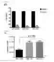 Fig. 04 - Composition comprising ischemic serum for promoting activation of stem cell and method for promoting activation of stem cell
