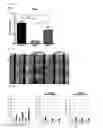 Fig. 08 - Composition comprising ischemic serum for promoting activation of stem cell and method for promoting activation of stem cell