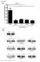 Fig. 12 - Composition comprising ischemic serum for promoting activation of stem cell and method for promoting activation of stem cell
