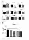 Fig. 14 - Composition comprising ischemic serum for promoting activation of stem cell and method for promoting activation of stem cell