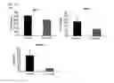 Fig. 16 - Composition comprising ischemic serum for promoting activation of stem cell and method for promoting activation of stem cell